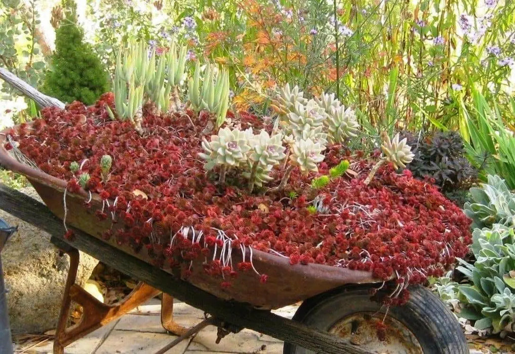Dragon's Blood Stonecrop,( Sedum spurium) SUCCULENT GROUNDCOVER, - Caribbean garden seed