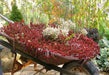 Dragon's Blood Stonecrop,( Sedum spurium) SUCCULENT GROUNDCOVER, - Caribbean garden seed