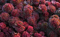 Dragon's Blood Stonecrop,( Sedum spurium) SUCCULENT GROUNDCOVER, - Caribbean garden seed