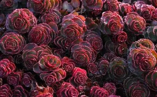 Dragon's Blood Stonecrop,( Sedum spurium) SUCCULENT GROUNDCOVER, - Caribbean garden seed