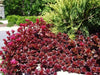 Dragon's Blood Stonecrop,( Sedum spurium) SUCCULENT GROUNDCOVER, - Caribbean garden seed