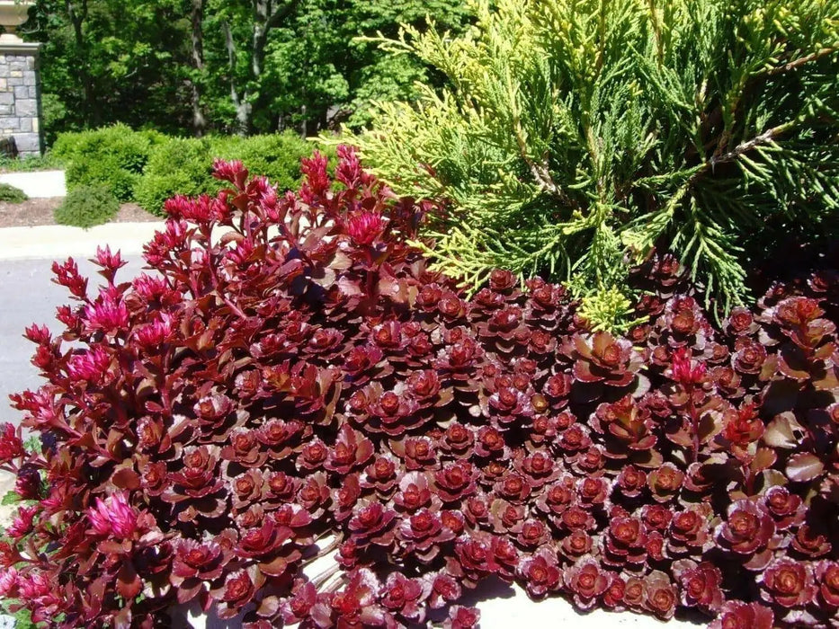 Dragon's Blood Stonecrop,( Sedum spurium) SUCCULENT GROUNDCOVER, - Caribbean garden seed