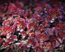 Dragon's Blood Stonecrop,( Sedum spurium) SUCCULENT GROUNDCOVER, - Caribbean garden seed