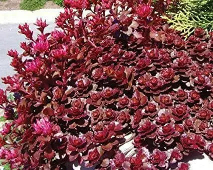 Dragon's Blood Stonecrop,( Sedum spurium) SUCCULENT GROUNDCOVER, - Caribbean garden seed