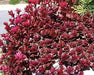 Dragon's Blood Stonecrop,( Sedum spurium) SUCCULENT GROUNDCOVER, - Caribbean garden seed