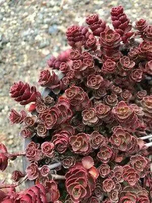 Dragon's Blood Stonecrop,( Sedum spurium) SUCCULENT GROUNDCOVER, - Caribbean garden seed