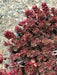 Dragon's Blood Stonecrop,( Sedum spurium) SUCCULENT GROUNDCOVER, - Caribbean garden seed