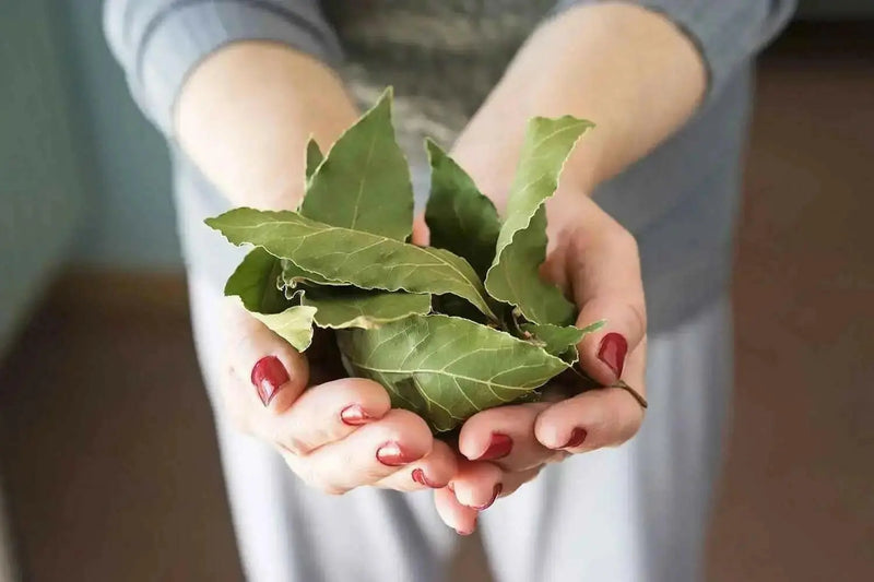 Dry bay leaf, ORGANIC HERB, CARRBBEAN PRODUCTS - Caribbean garden seed
