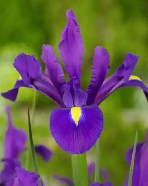 Dutch Iris Bulbs "Purple Sensation"Spring flowering bulbs.Now Shipping - Caribbean garden seed