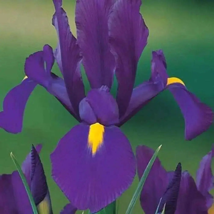 Dutch Iris Bulbs "Purple Sensation"Spring flowering bulbs.Now Shipping - Caribbean garden seed