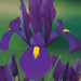 Dutch Iris Bulbs "Purple Sensation"Spring flowering bulbs.Now Shipping - Caribbean garden seed