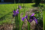 Dutch Iris Bulbs "Purple Sensation"Spring flowering bulbs.Now Shipping - Caribbean garden seed