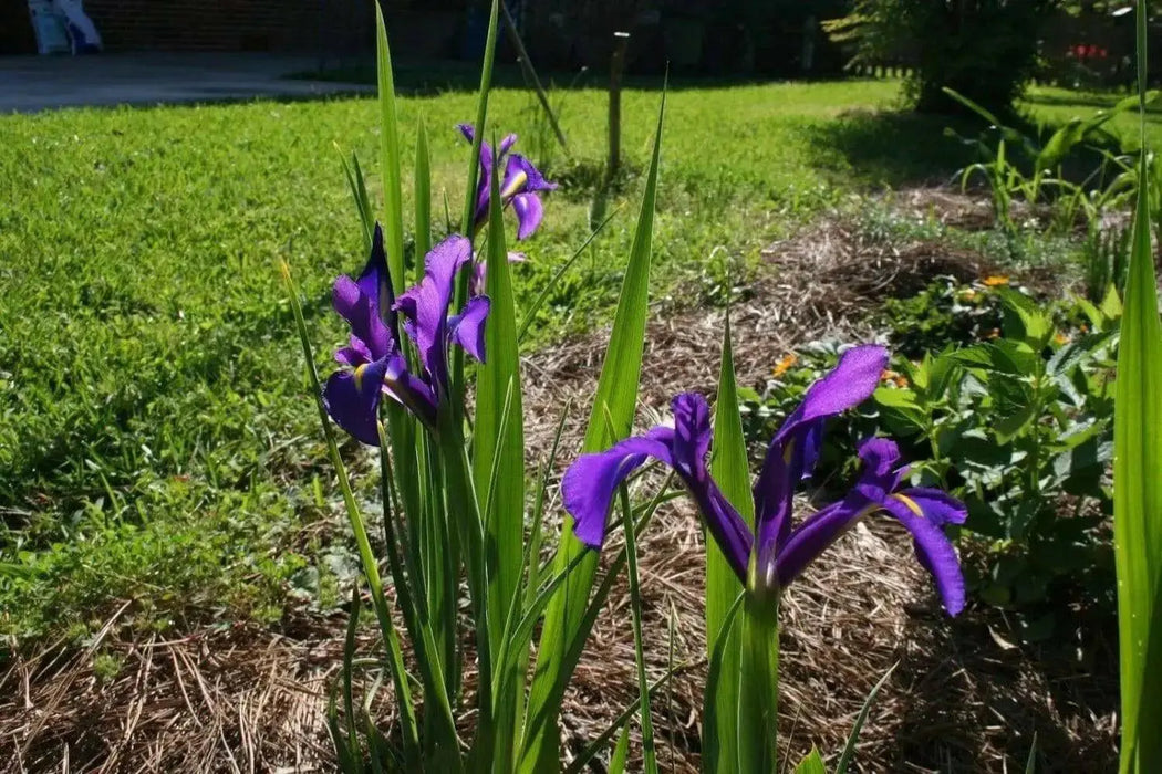 Dutch Iris Bulbs "Purple Sensation"Spring flowering bulbs.Now Shipping - Caribbean garden seed