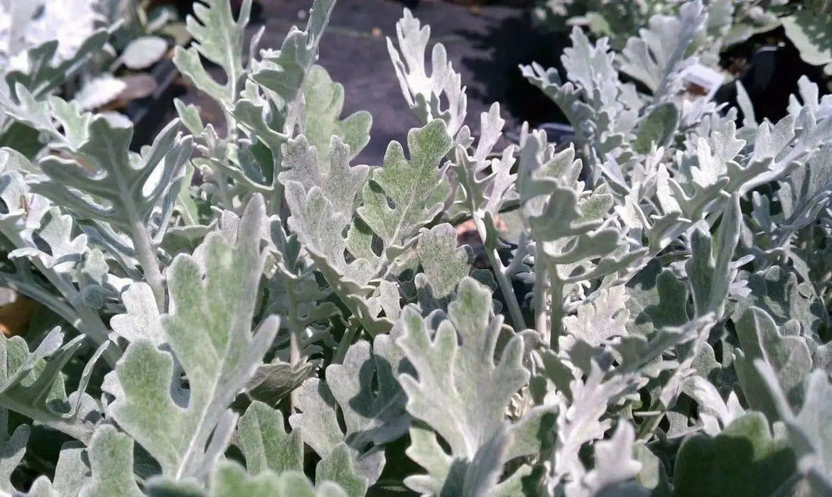 Dusty Miller Seeds ,FOLIAGE PLANT, PERENNIAL PLANT - Caribbean garden seed