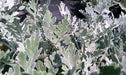 Dusty Miller Seeds ,FOLIAGE PLANT, PERENNIAL PLANT - Caribbean garden seed