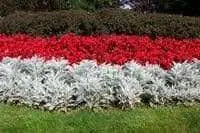 Dusty Miller Seeds ,FOLIAGE PLANT, PERENNIAL PLANT - Caribbean garden seed