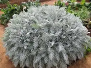Dusty Miller Seeds ,FOLIAGE PLANT, PERENNIAL PLANT - Caribbean garden seed
