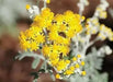 Dusty Miller Seeds ,FOLIAGE PLANT, PERENNIAL PLANT - Caribbean garden seed
