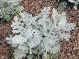 Dusty Miller Seeds ,FOLIAGE PLANT, PERENNIAL PLANT - Caribbean garden seed