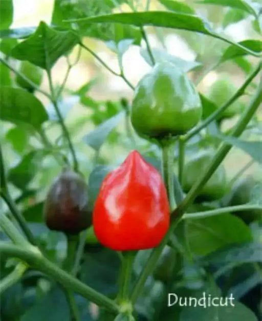 Dundicut HOT Peppers-Capsicum annuum~ Very Rare, - Caribbean garden seed