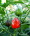 Dundicut HOT Peppers-Capsicum annuum~ Very Rare, - Caribbean garden seed