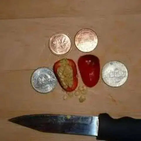 Dundicut HOT Peppers-Capsicum annuum~ Very Rare, - Caribbean garden seed