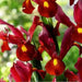 Dutch Iris BULBS, Red Ember ,great in containers - Caribbean garden seed