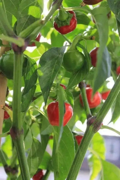 Dundicut HOT Peppers-Capsicum annuum~ Very Rare, - Caribbean garden seed