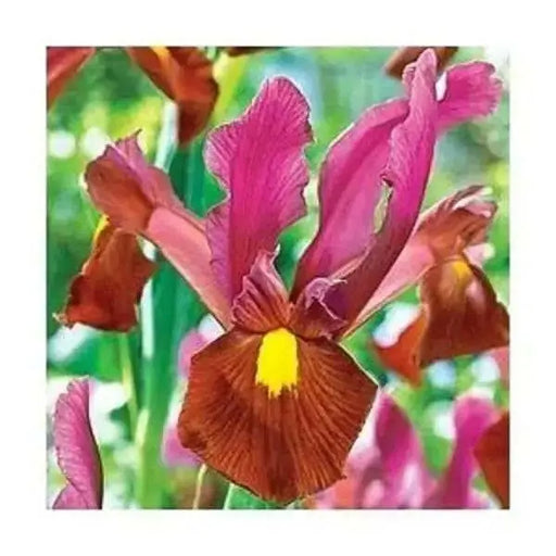 Dutch Iris BULBS, Red Ember ,great in containers - Caribbean garden seed