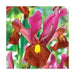 Dutch Iris BULBS, Red Ember ,great in containers - Caribbean garden seed