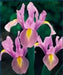 Dutch Iris Rosario 20 Bulbs Sun Spring Summer Violet Pink Silver Yellow - Caribbean garden seed