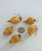 Dutch Iris Rosario 20 Bulbs Sun Spring Summer Violet Pink Silver Yellow - Caribbean garden seed