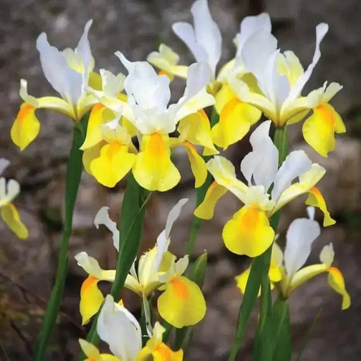 Dutch iris Bulbs,"Iris Montecito" yellow and white IRIS. - Caribbean garden seed