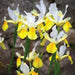 Dutch iris Bulbs,"Iris Montecito" yellow and white IRIS. - Caribbean garden seed