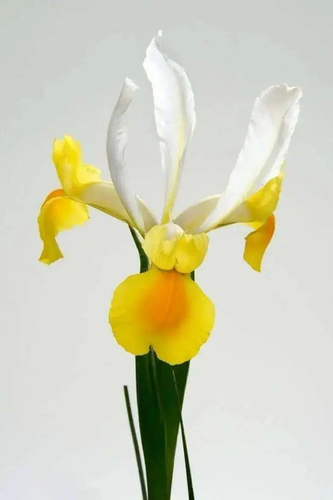 Dutch iris Bulbs,"Iris Montecito" yellow and white IRIS. - Caribbean garden seed