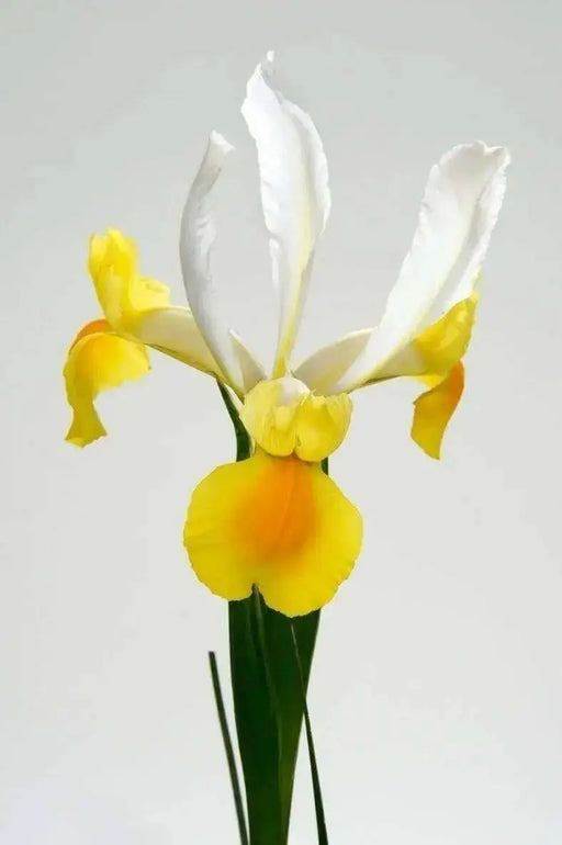 Dutch iris Bulbs,"Iris Montecito" yellow and white IRIS. - Caribbean garden seed