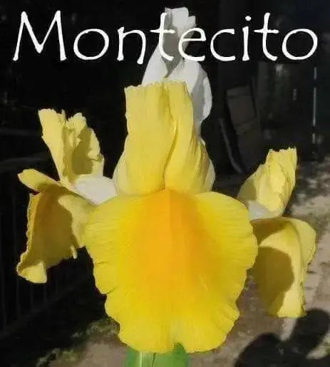 Dutch iris Bulbs,"Iris Montecito" yellow and white IRIS. - Caribbean garden seed
