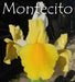 Dutch iris Bulbs,"Iris Montecito" yellow and white IRIS. - Caribbean garden seed