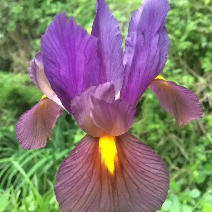 Dutch Iris Bulbs "Eye of the Tiger, perennial deer resistant - Caribbean garden seed