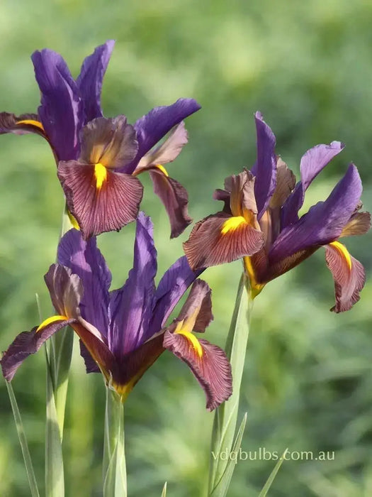 Dutch Iris Bulbs "Eye of the Tiger, perennial deer resistant - Caribbean garden seed