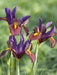Dutch Iris Bulbs "Eye of the Tiger, perennial deer resistant - Caribbean garden seed