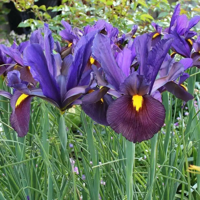 Dutch Iris Bulbs "Eye of the Tiger, perennial deer resistant - Caribbean garden seed