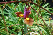 Dutch Iris Bulbs "Eye of the Tiger, perennial deer resistant - Caribbean garden seed