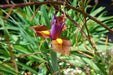 Dutch Iris Bulbs "Eye of the Tiger, perennial deer resistant - Caribbean garden seed