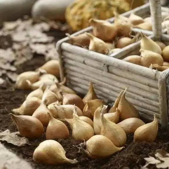 Dutch Iris Bulbs "Eye of the Tiger, perennial deer resistant - Caribbean garden seed