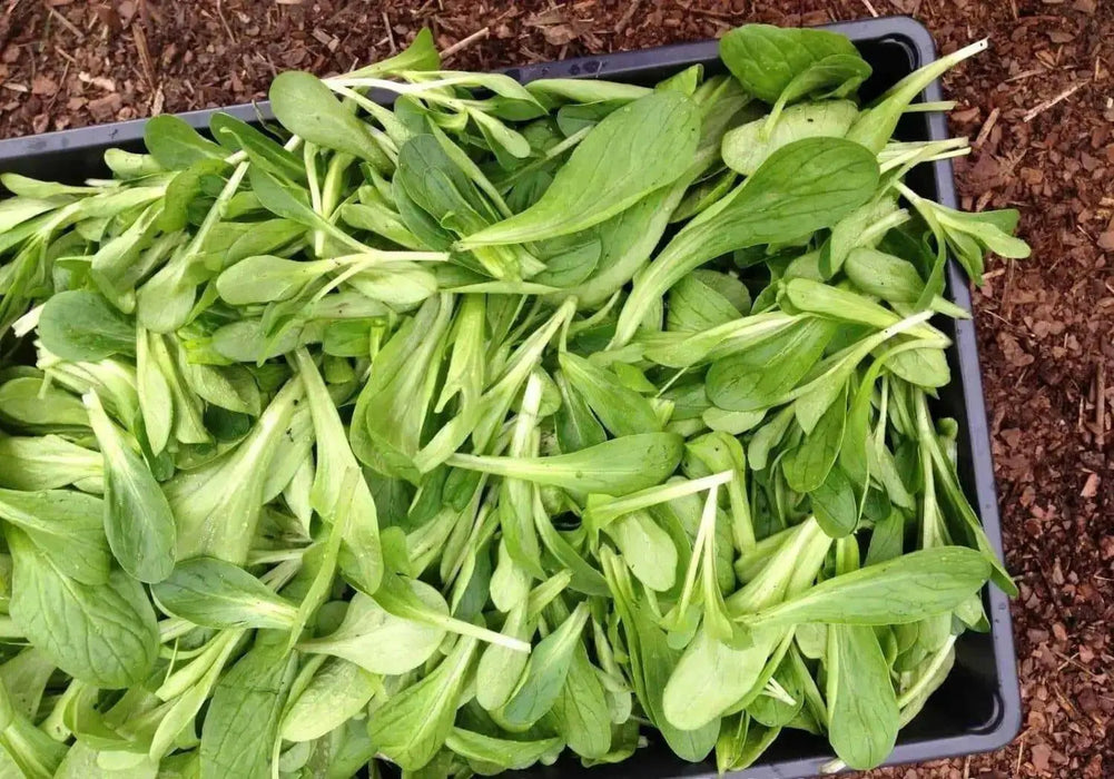 Dutch Corn Salad, Herb Seeds ((Valerianella Locusta) Aka, Mâche,Lamb's Lettuce - Caribbean garden seed