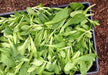 Dutch Corn Salad, Herb Seeds ((Valerianella Locusta) Aka, Mâche,Lamb's Lettuce - Caribbean garden seed