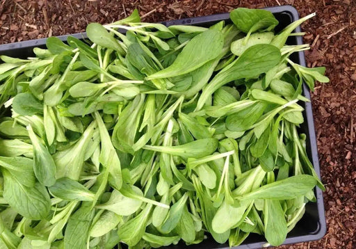 Dutch Corn Salad, Herb Seeds ((Valerianella Locusta) Aka, Mâche,Lamb's Lettuce - Caribbean garden seed