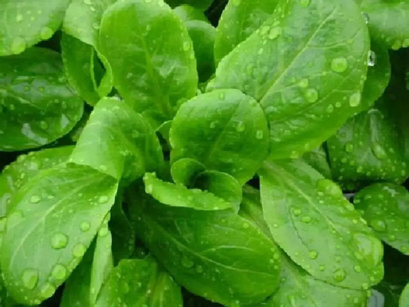 Dutch Corn Salad, Herb Seeds ((Valerianella Locusta) Aka, Mâche,Lamb's Lettuce - Caribbean garden seed
