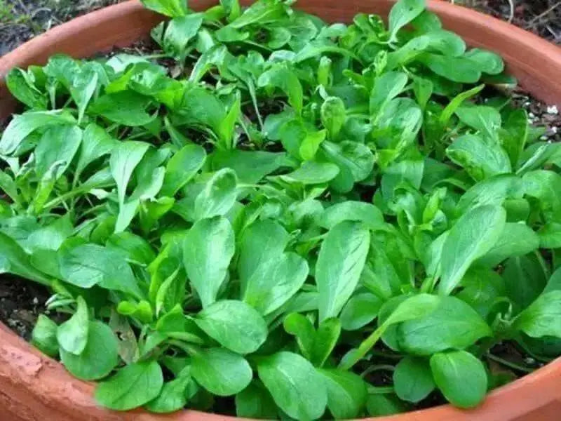 Dutch Corn Salad, Herb Seeds ((Valerianella Locusta) Aka, Mâche,Lamb's Lettuce - Caribbean garden seed